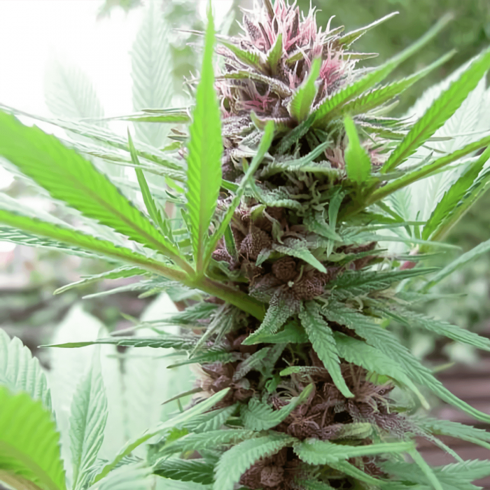 Semilla de marihuana feminizada Erdpurt de Ace Seeds, cultivo de exterior.