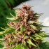 Semilla de marihuana feminizada Erdpurt de Ace Seeds, cogollo morado.