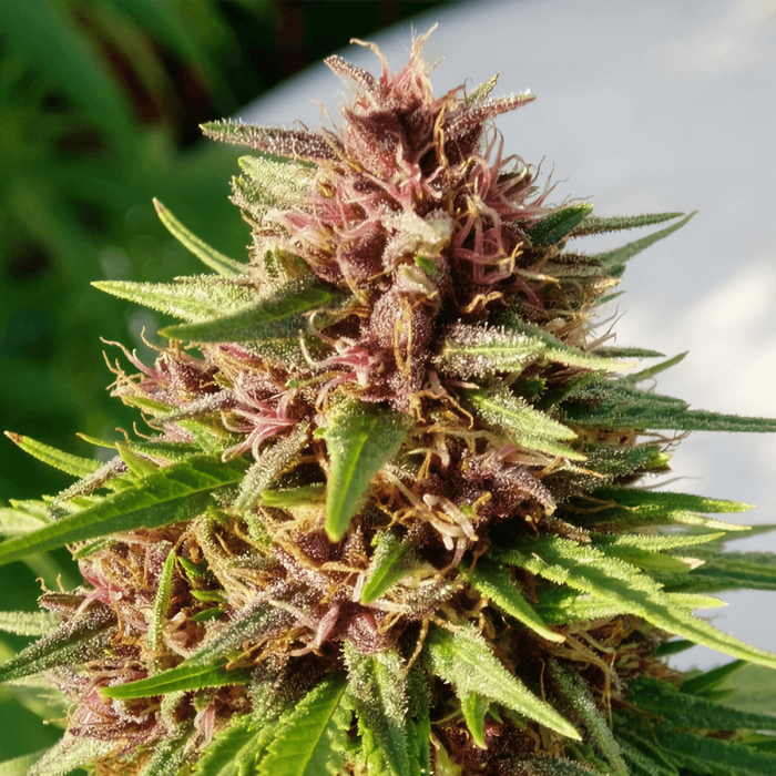 Semilla de marihuana feminizada Erdpurt de Ace Seeds, cogollo morado.