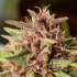 Semilla de marihuana feminizada Erdpurt de Ace Seeds, resina.