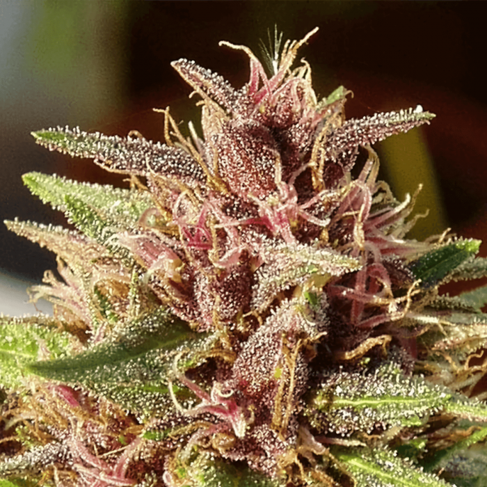 Semilla de marihuana feminizada Erdpurt de Ace Seeds, resina.