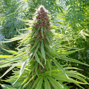 Semilla de marihuana feminizada Erdpurt de Ace Seeds, punta principal.