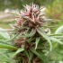Semilla de marihuana feminizada Erdpurt de Ace Seeds, cogollo rosado.