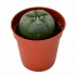 Cactus Peyote Lophophora williamsii de 2-3 y 4-5 cm.