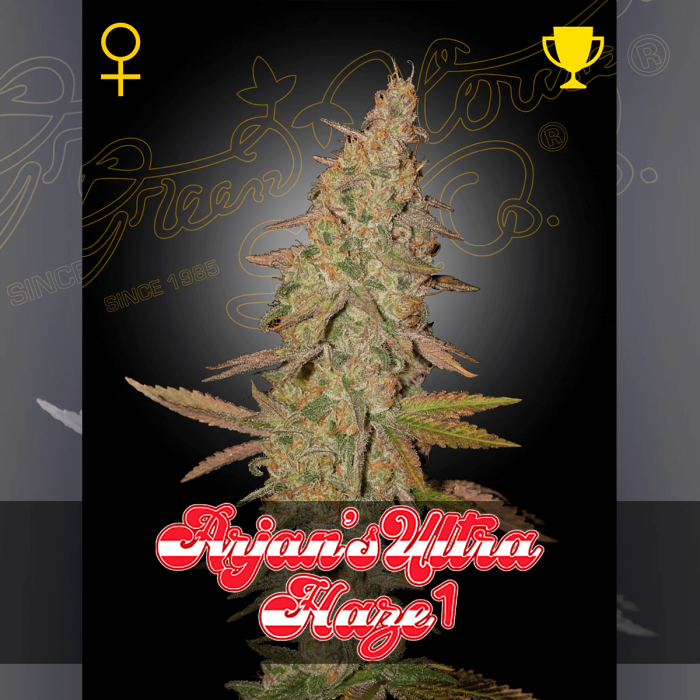 Semilla de marihuana feminizada Arjan Ultra Haze #1 de Green House Seeds.