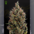 AUTO BIG BANG (Green House Seeds)