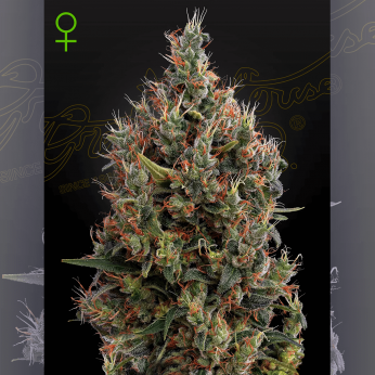 Semillas de marihuana feminizadas autoflorecientes Auto Big Bang de Green House Seeds.