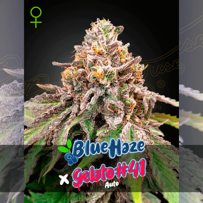 Semillas de marihuana feminizadas autoflorecientes Auto Blue Haze x Gelato 41 de Green House Seeds.