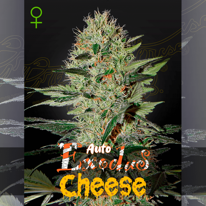 Semillas de marihuana feminizadas Auto Exodus Cheese de Green House Seeds.