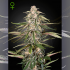 Semillas de marihuana feminizadas autoflorecientes Green-o-Matic de Green House Seeds.