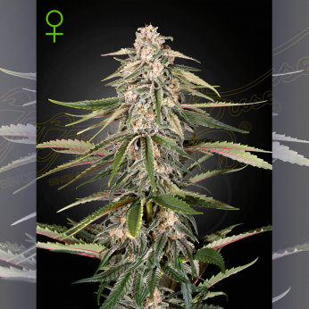 Semillas de marihuana feminizadas autoflorecientes Green-o-Matic de Green House Seeds.