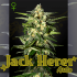 Semillas de marihuana feminizadas autoflorecientes Auto Jack Herer de Green House Seeds.