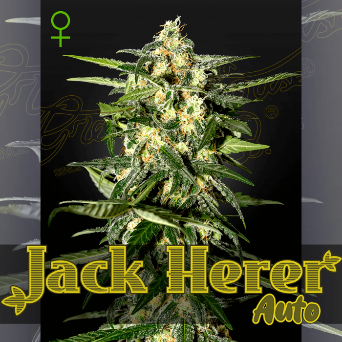 Semillas de marihuana feminizadas autoflorecientes Auto Jack Herer de Green House Seeds.