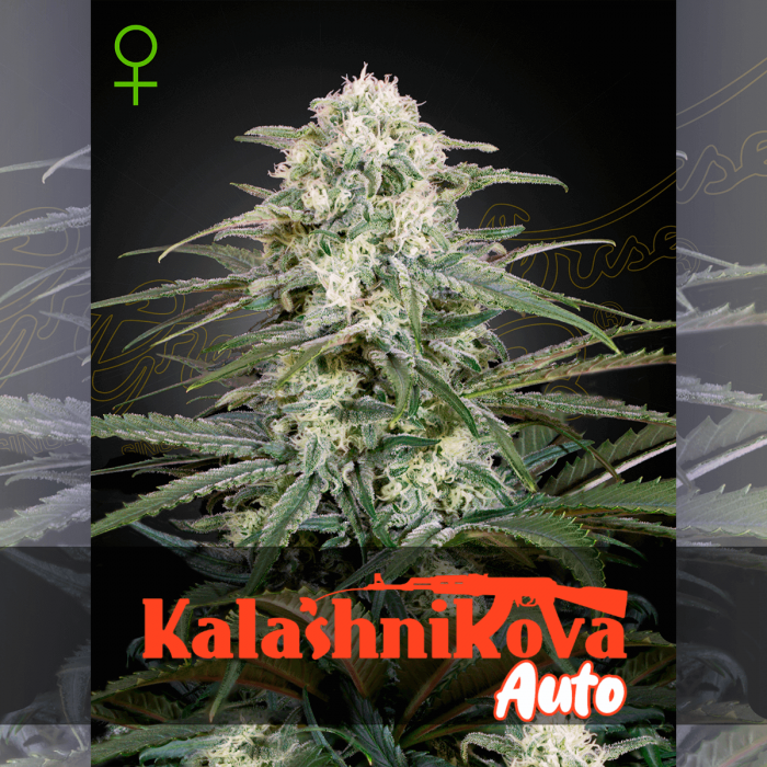 Semillas de marihuana feminizadas autoflorecientes Auto Kalashnikova de Green House Seeds