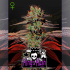 Auto King's Kush de Green House Seeds - Semillas de marihuana autofloreciente.