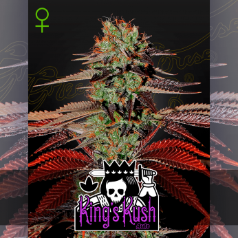 Auto King's Kush de Green House Seeds - Semillas de marihuana autofloreciente.