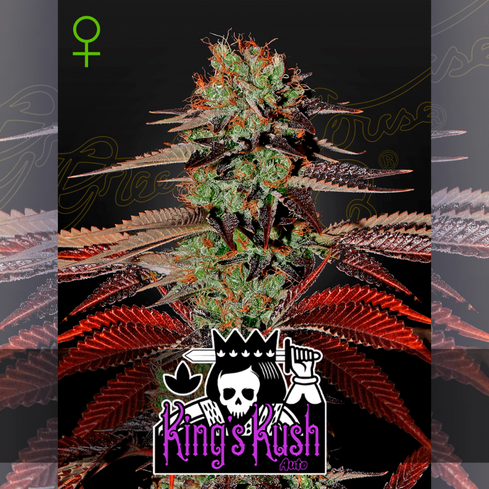 Auto King's Kush de Green House Seeds - Semillas de marihuana autofloreciente.