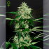 Semillas de marihuana feminizadas autoflorecientes Auto Northern Lights de Green House Seeds.