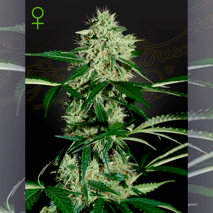 Semillas de marihuana feminizadas autoflorecientes Auto Northern Lights de Green House Seeds.
