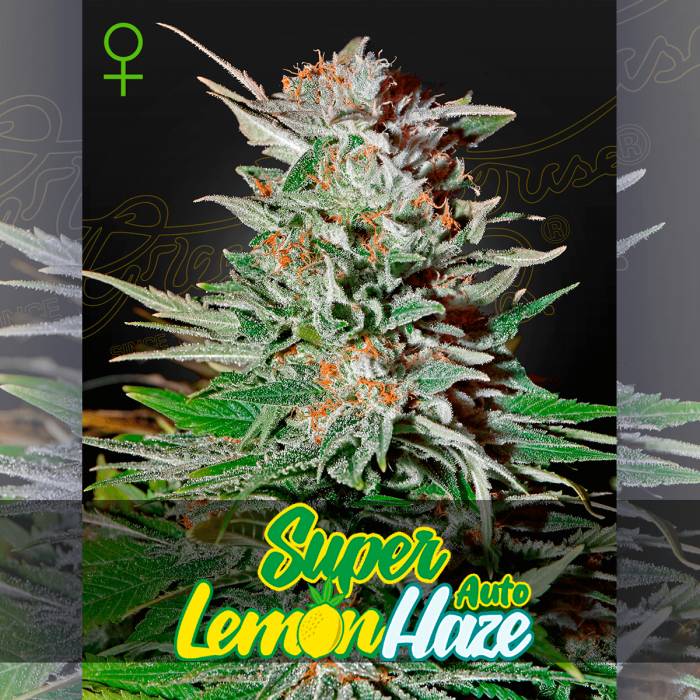 Semillas de marihuana feminizadas autoflorecientes Auto Super Lemon Haze de Green House Seeds.