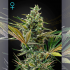 AUTO SUPER LEMON HAZE CBD (Green House Seeds)