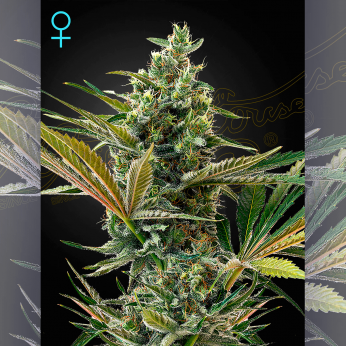 Semillas de marihuana autoflorecientes CBD Auto Super Lemon Haze CBD de Green House Seeds.
