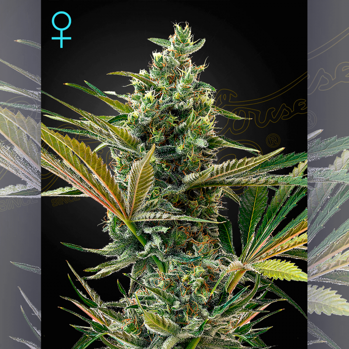Semillas de marihuana autoflorecientes CBD Auto Super Lemon Haze CBD de Green House Seeds.