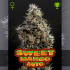 Semillas de marihuana feminizadas autoflorecientes, Auto Sweet Mango de Green House Seeds.
