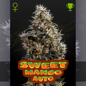 Semillas de marihuana feminizadas autoflorecientes, Auto Sweet Mango de Green House Seeds.