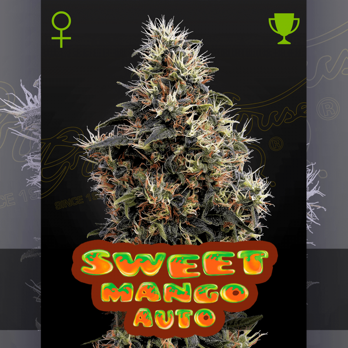 Semillas de marihuana feminizadas autoflorecientes, Auto Sweet Mango de Green House Seeds.