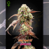 AUTO WEST COAST OG X AUTO GELATO 41 (Green House Seeds)