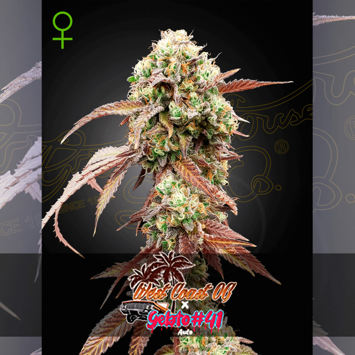 Semillas de marihuana feminizadas autoflorecientes Auto West Coast OG x Gelato 41 Auto de Green House Seeds.