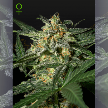 Semillas de marihuana feminizadas autoflorecientes Auto White Widow de Green House Seeds.