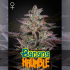 BANANA KRUMBLE (Green House Seeds)