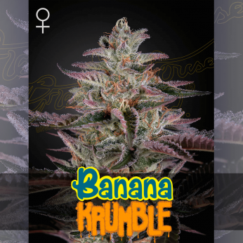 Semillas de marihuana feminizadas Banana Krumble de Green House Seeds.