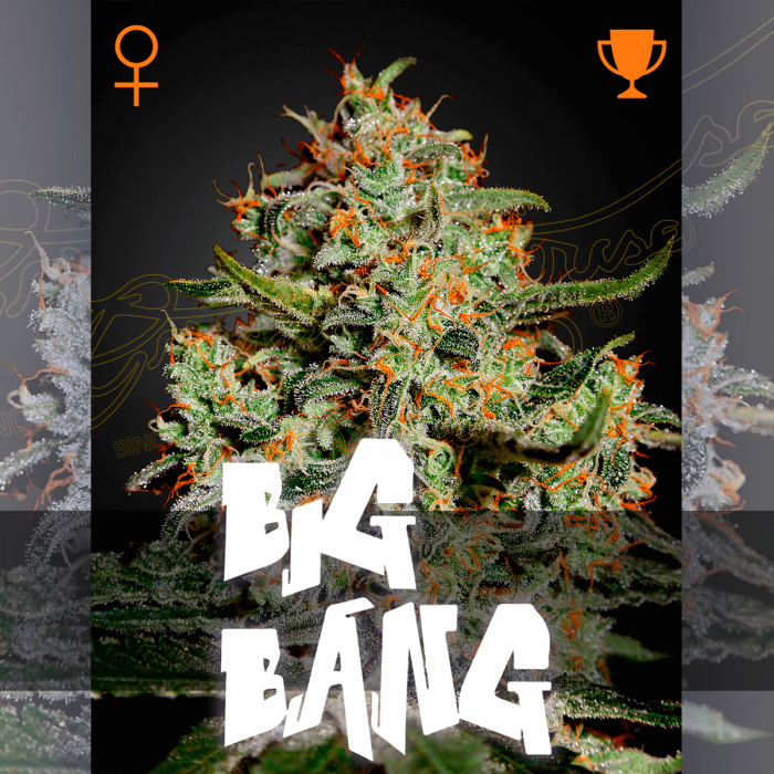 Semillas de Marihuana Big Bang (Green House Seeds)
