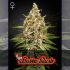 Semillas de marihuana feminizadas Bubba Slush de Green House Seeds.