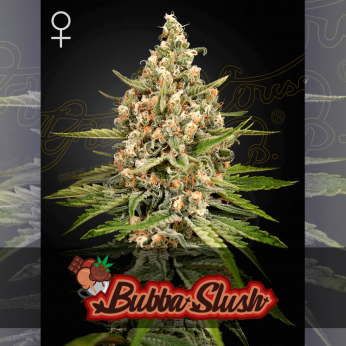 Semillas de marihuana feminizadas Bubba Slush de Green House Seeds.