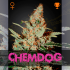 Semillas de marihuana feminizadas Chemdog de Green House Seeds.