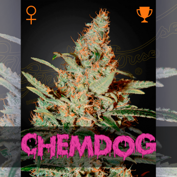 Semillas de marihuana feminizadas Chemdog de Green House Seeds.
