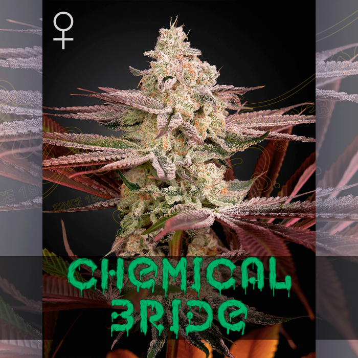 Semillas de marihuana feminizadas Chemical Bride de Green House Seeds.