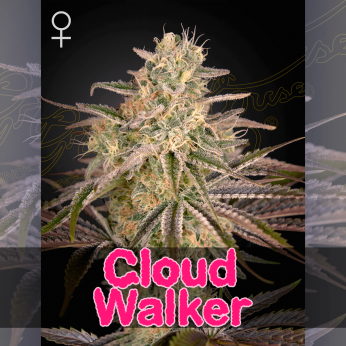 Semillas de marihuana feminizadas Cloud Walker de Green House Seeds.