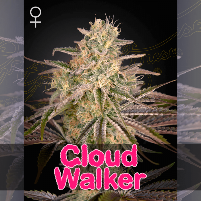 Semillas de marihuana feminizadas Cloud Walker de Green House Seeds.