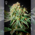 Semillas de marihuana feminizadas Damn Sour de Green House Seeds.