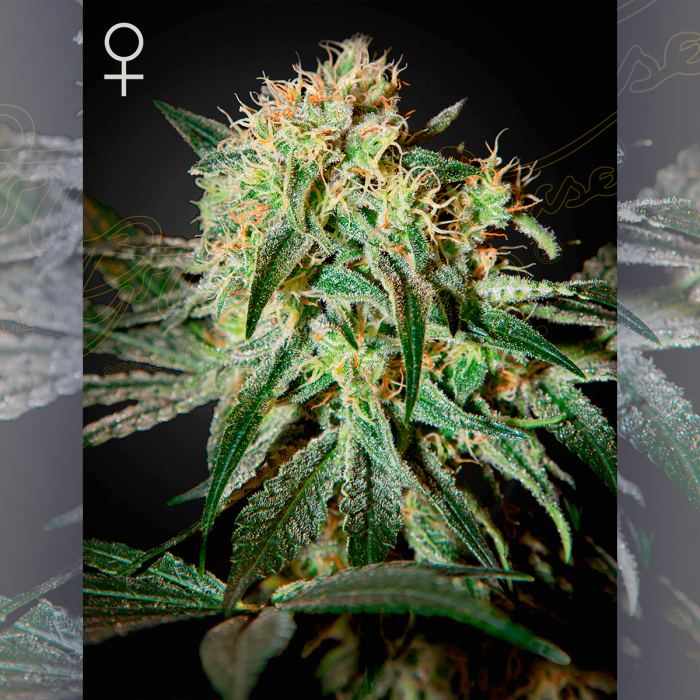 Semillas de marihuana feminizadas Damn Sour de Green House Seeds.