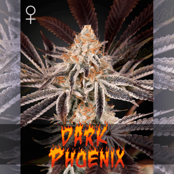Semillas de marihuana feminizadas Dark Phoenix de Green House Seeds.