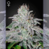 FRANCO'S LEMON CHEESE (Green House Seeds)