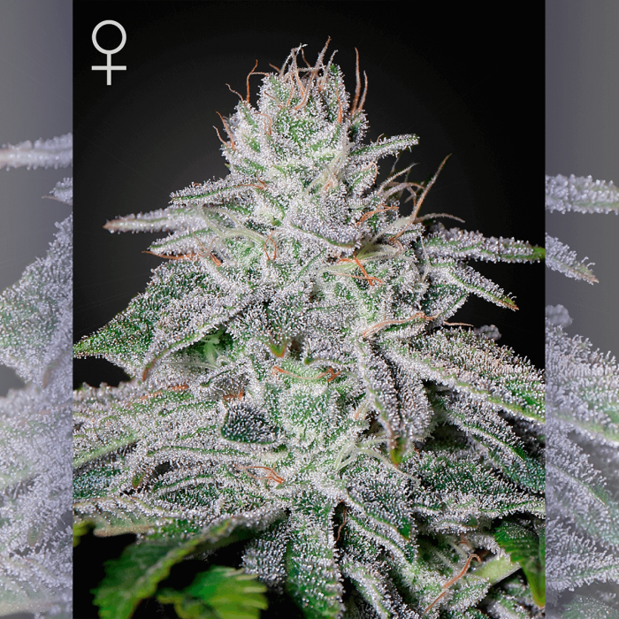 Franco's Lemon Cheese - Green House Seeds. Semillas feminizadas de marihuana.