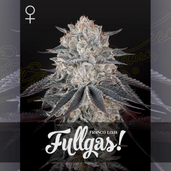 Semillas de marihuana feminizadas Fullgas! de Green House Seeds.