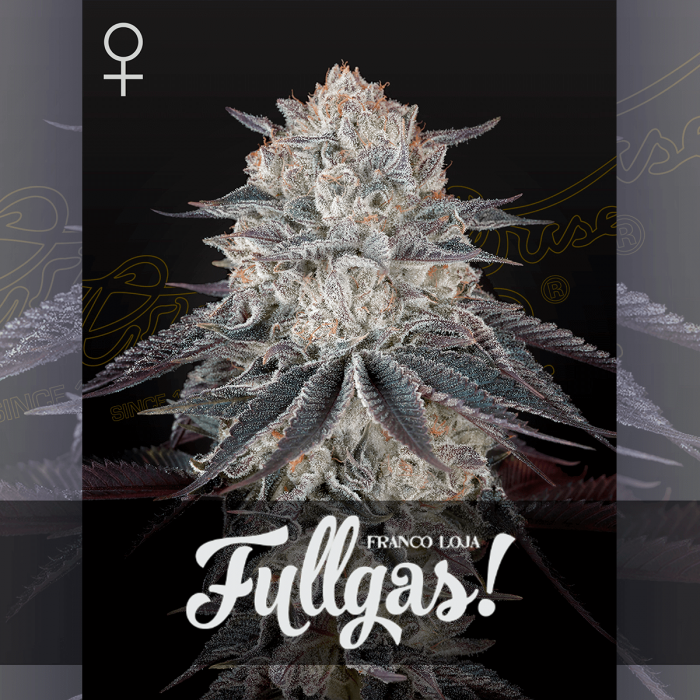 Semillas de marihuana feminizadas Fullgas! de Green House Seeds.